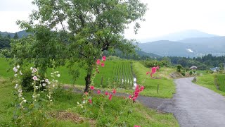 山麓夕散歩　7月上旬ヒグラシ鳴いて小川の横にオレンジのヤブカンゾウや薄黄色のオダマキが咲き乱れ