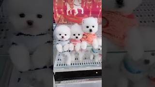 White Cute Teacup mini Pomeranian/Pom toy puppy #cutepuppy#teacuppomeranian #shorts#dog