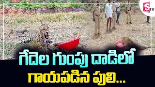 గేదెల గుంపు దాడిలో గాయపడిన పులి… || Injured leopard shifted to Hyderabad Nehru Zoo || SumanTV