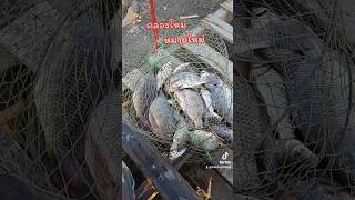 ตกปลาคลองใหม่บางปะกง #fishing #ตกปลาหน้าดิน #ตกปลาคลองธรรมชาติ #ตกปลา #บ่าวหนิงฟิชชิ่ง