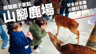 【vlog】去山腳鹿場餵鹿囉！