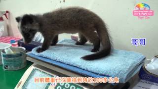 風災救傷動物寶寶－野放否待專業判斷 Rescued Masked Palm Civet Baby and Taiwan Blue Magpie Growing Up