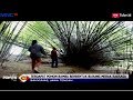 Ada Pohon Bambu Berbentuk Burung Merak Raksasa di Banyumas, Jateng - LIP 27/04