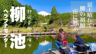 庭園で釣り！？柳池へらぶなセンター 静岡県御殿場市 garden fishing