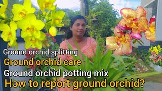 ground orchid potting mix/Ground orchid splitting/ground orchid potting mix/ How to report ground or