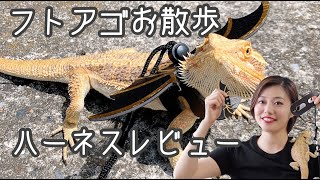 フトアゴヒゲトカゲのお散歩とフトアゴ用ハーネス(リード)レビュー紹介。[飼育日誌]