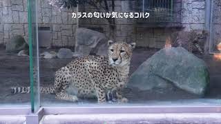 お茶目なコハク　多摩動物公園　チーター