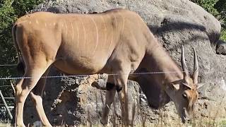 のどかな野原でお食事♪エランドのガラム【愛知県 豊橋のんほいパーク】