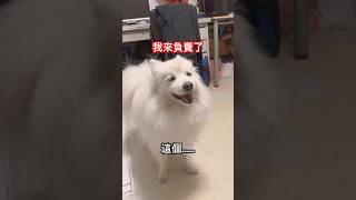 教訓狗狗失敗！被可愛的狗臉擊倒……笑翻天🤣#dog #dogshorts #doglover #shorts #short #狗 #狗狗