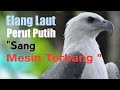 Elang Laut Perut Putih / White bellied Sea Eagle WBSE, Sang Mesin Terbang.