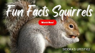 Fun Facts Squirrels