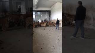Feeding a group of tigers