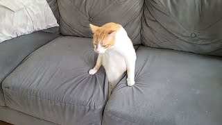 Funny Cat s of 2024 😍 Try not to laugh