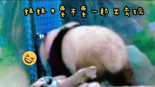 圓寶進到室內找圓圓，來到網格門邊看姐姐|熊貓貓熊The Giant Panda Yuan Yuan and Yuan Bao|台北市立動物園