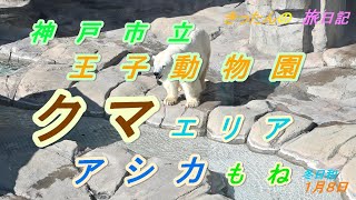 きったんの旅日記　王子動物園　クマエリア