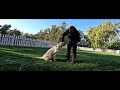 training video of fig for family.