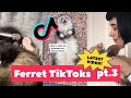 FERRETS Taking Over TikTok : FUNNIEST Trending pt. 3