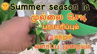 Mullai flower plant grow and care(முல்லை செடி பராமரிப்பு மற்றும் வளர்ப்பு முறையும் )