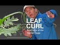 What Causes Leaf Curl? - The Garden Sage 10