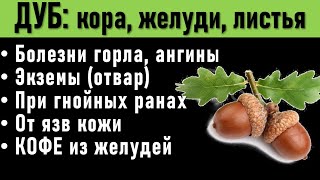 КОРА ДУБА лечебные свойства, рецепт отвара. ЛИСТЬЯ ДУБА при ранах, ЖЕЛУДЕВЫЙ КОФЕ: свойства, польза