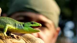 Lacerta Lepida - Kılavuz Programı