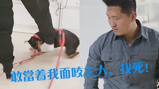 迷你杜賓犬訓練期間將主人咬傷，訓犬師直接將狗扔飛出去，當時扔出去的畫面節目組都沒敢翻出來，可見訓犬師有多生氣！