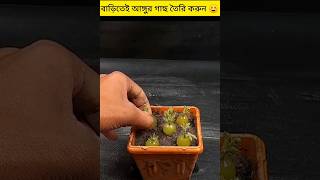 বাড়িতেই আঙ্গুর গাছের চারা বানিয়ে ফেলুন খুব সহজে ☺️❣️#youtubeshorts #youtube#shorts #viral #plants