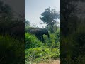 කැලේ ඇතුලෙන් මතු වෙන්නේ කවුද බලන්නකෝ youtubeshorts elephant srilankaelephant travel wildlife