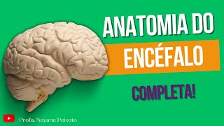 Anatomia Do Encéfalo Estruturas E Funções Doovi