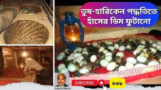 তুষ-হারিকেন পদ্ধতিতে হাঁসের ডিম ফুটিয়ে লাখপতি মোহনগঞ্জের আলতাব | Duck hatchery | bayezid moral