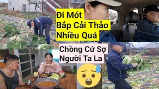 878# Bất Ngờ,  Đi Lượm Mót Bắp Cải Thảo Quá Nhiều Luôn