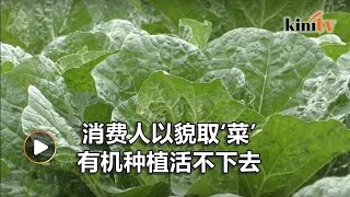 无地的农夫:金马仑有机菜园难生存