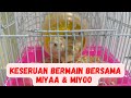 Seruuu!!! Bermain Bersama Hamster Miyaa & Miyoo | PAKDE ICAN FAMILY