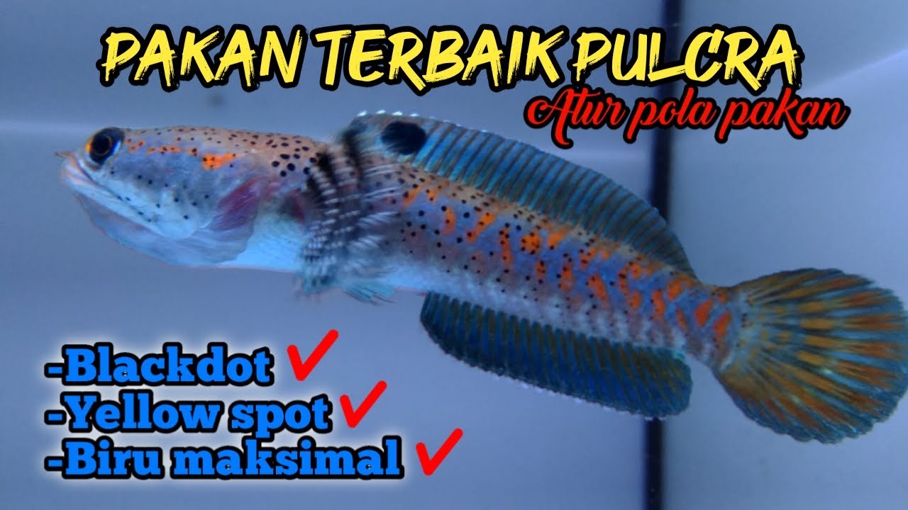 Cara Menjaga Blackdot Ikan Channa Blue Pulcra Agar Tidak Hilang. Tips Merawat Channa Pulcra ...