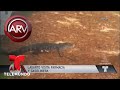 Liberan a un lagarto que visitó farmacia y gasolinera | Al Rojo Vivo | Telemundo