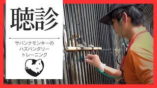 サバンナモンキーの聴診【ハズバンダリートレーニング】  #husbandrytraining #monkey #auscultation #zoo