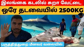 சுறா வேட்டை இலங்கை கடற்பரப்பில் ஒரே தடவையில் 2500KG #vlog #சுறாவேட்டை #fishing #fishcutting