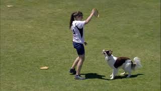 Dog Sports: Flying Disc Competition Presented by Pro Plan