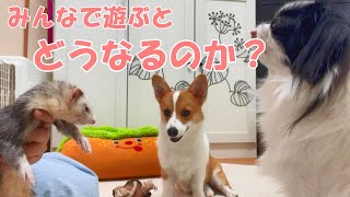 【コーギー子犬】フェレットと遊んで育ったコーギー子犬は自分が大きくなってる事に気がついていません