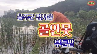 #붕어낚시 # 범서읍 골안못 #자연지 토종터