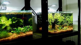 Meet my new Dark Blue Mustard Gas Halfmoon Betta Fish | Planted Betta Fish Tank Setup