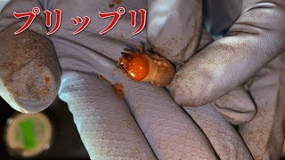 やまくわが育てたオオクワガタの幼虫の成長がヤバイ【クワガタ飼育】