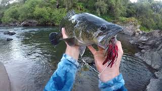 Chasing Clear Water Cod