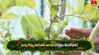 మొక్క కొమ్మ విరిగిపోతే ఎలాంటి జాగ్రత్తలు తీసుకోవాలి? |పెరటి రుచులు | 19th ఆగస్టు 2023 |ఈటీవీ అభిరుచి