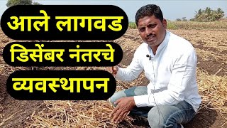 आले लागवड डिसेंबर नंतरचे व्यवस्थापन ( aale lagvad dicember nantarche  vyvasthapan )