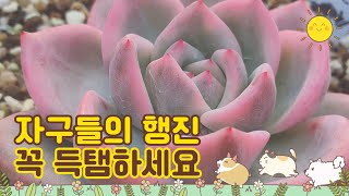 2월3일ㅡ정원다육ㅡ 자구들 대방출 귀한 애들만 골라골라!!!  정원댁010.7370.2040