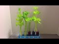 water transportion in celery