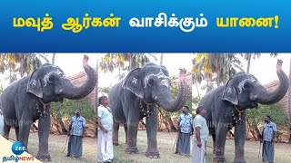 Tirunelveli | Nellaiappar | Gandhimathi | Mouth Organ | பக்தர்களை கவரும் கோயில் யானை!