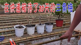 【小花匠】親測，在快遞箱待了20天的三角梅，會不會死掉？