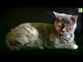 বিড়াল অন্ধকারে কীভাবে দেখে can cats see in the dark